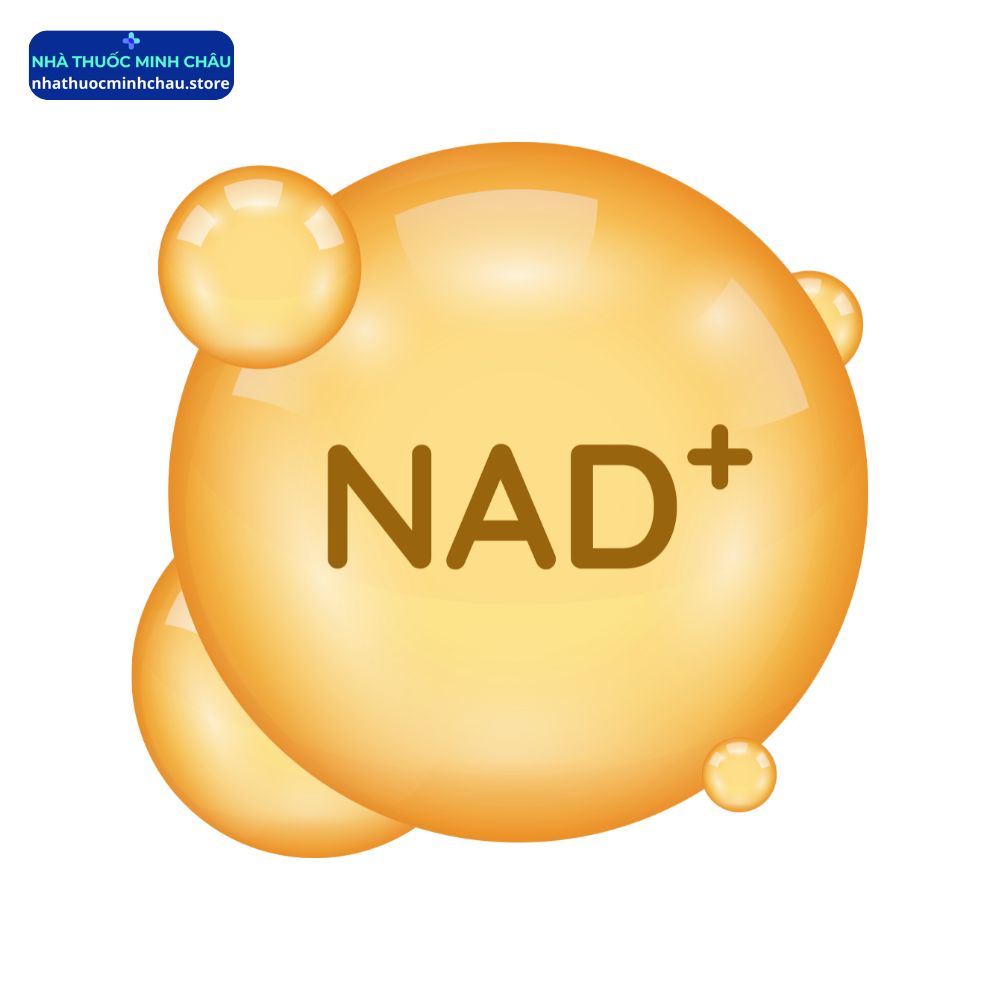 NMN là tiền chất trực tiếp để tạo ra NAD+