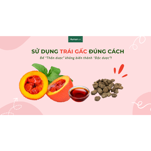 Phần thịt vàng của quả gấc dùng để làm gì? Cách sử dụng an toàn và những lưu ý quan trọng